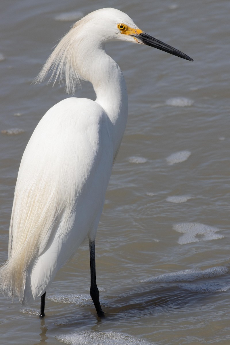 Aigrette neigeuse - ML620869470