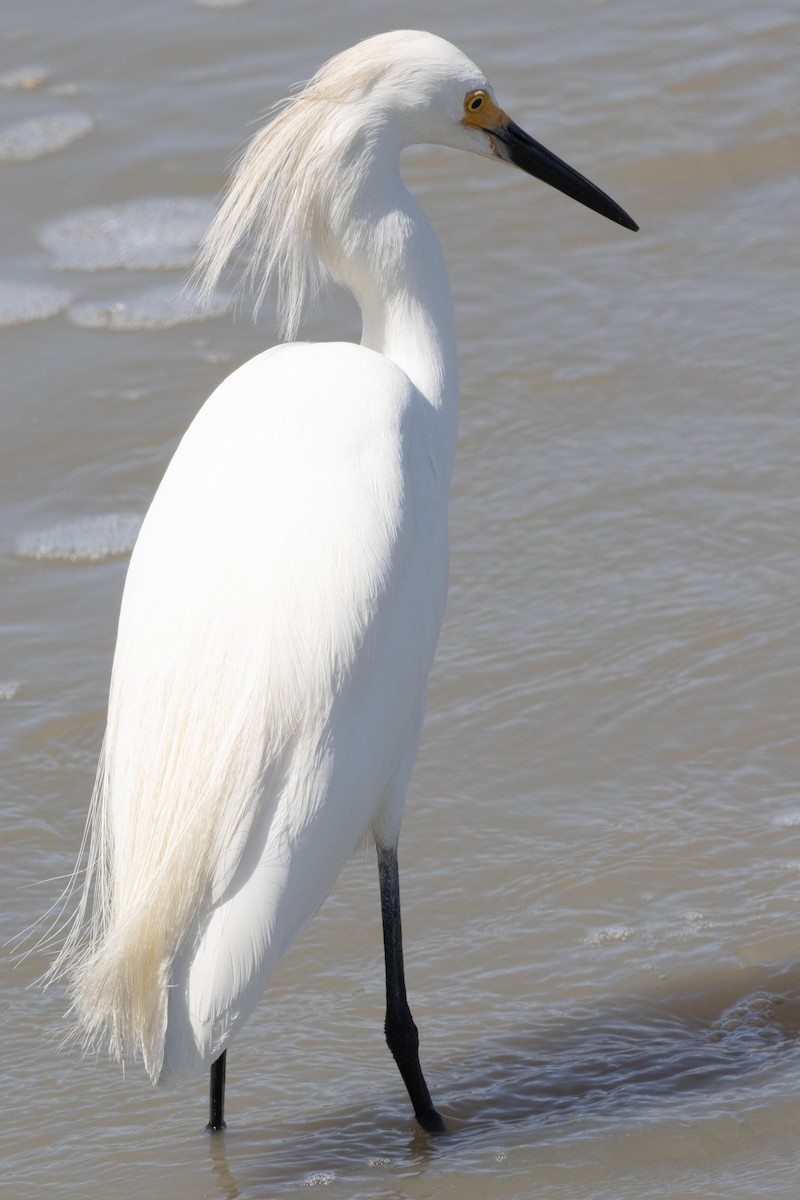 Aigrette neigeuse - ML620869471