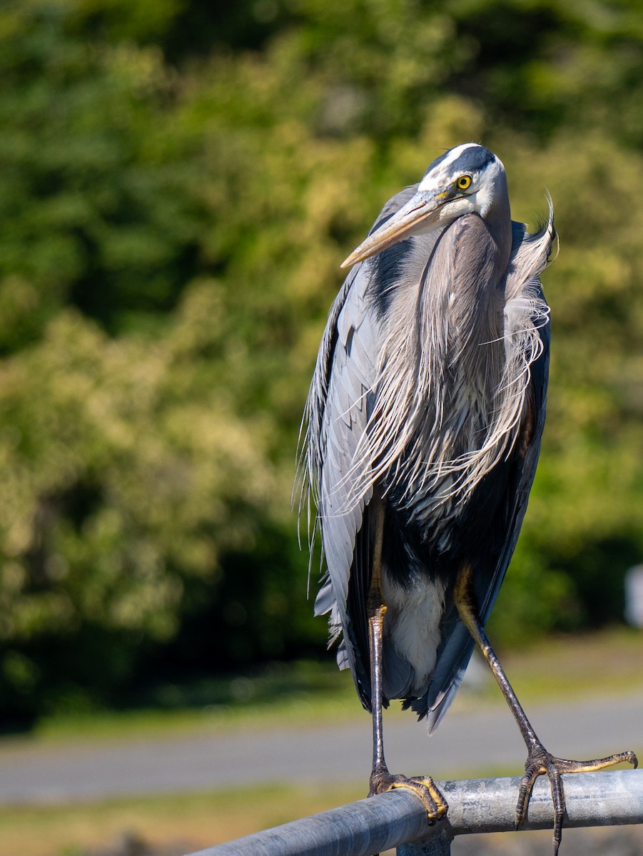 Great Blue Heron - ML620869472