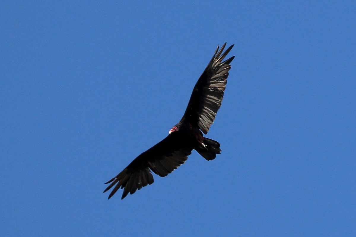 Turkey Vulture - ML620869475