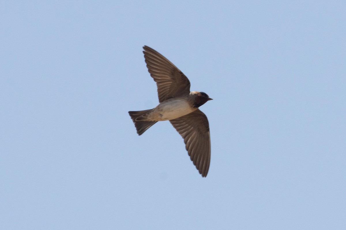 Cliff Swallow - ML620869476