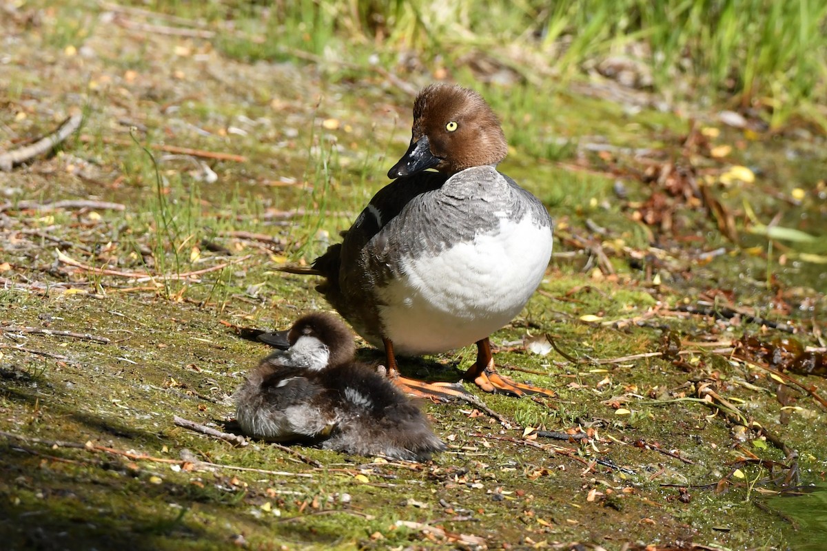 Common Goldeneye - ML620869480