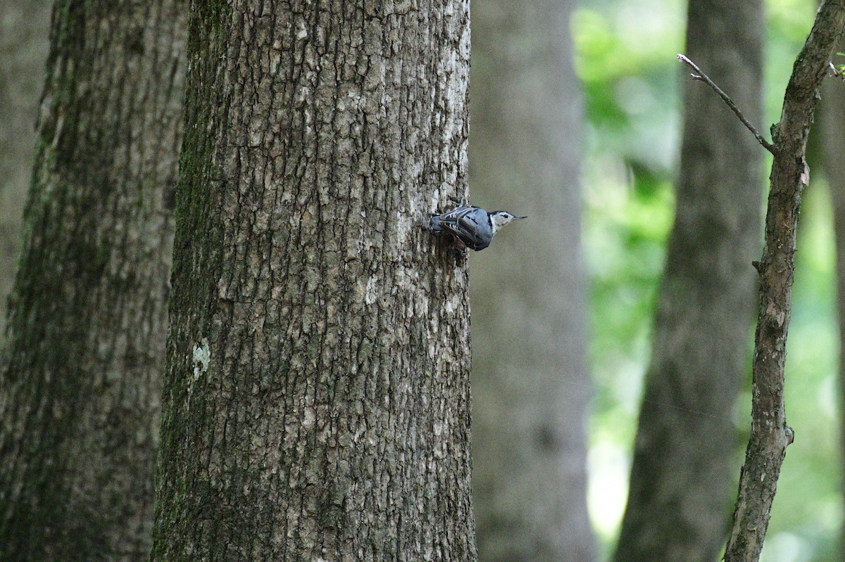 White-breasted Nuthatch - ML620869481