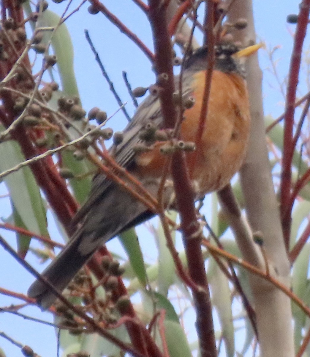 American Robin - ML620869487