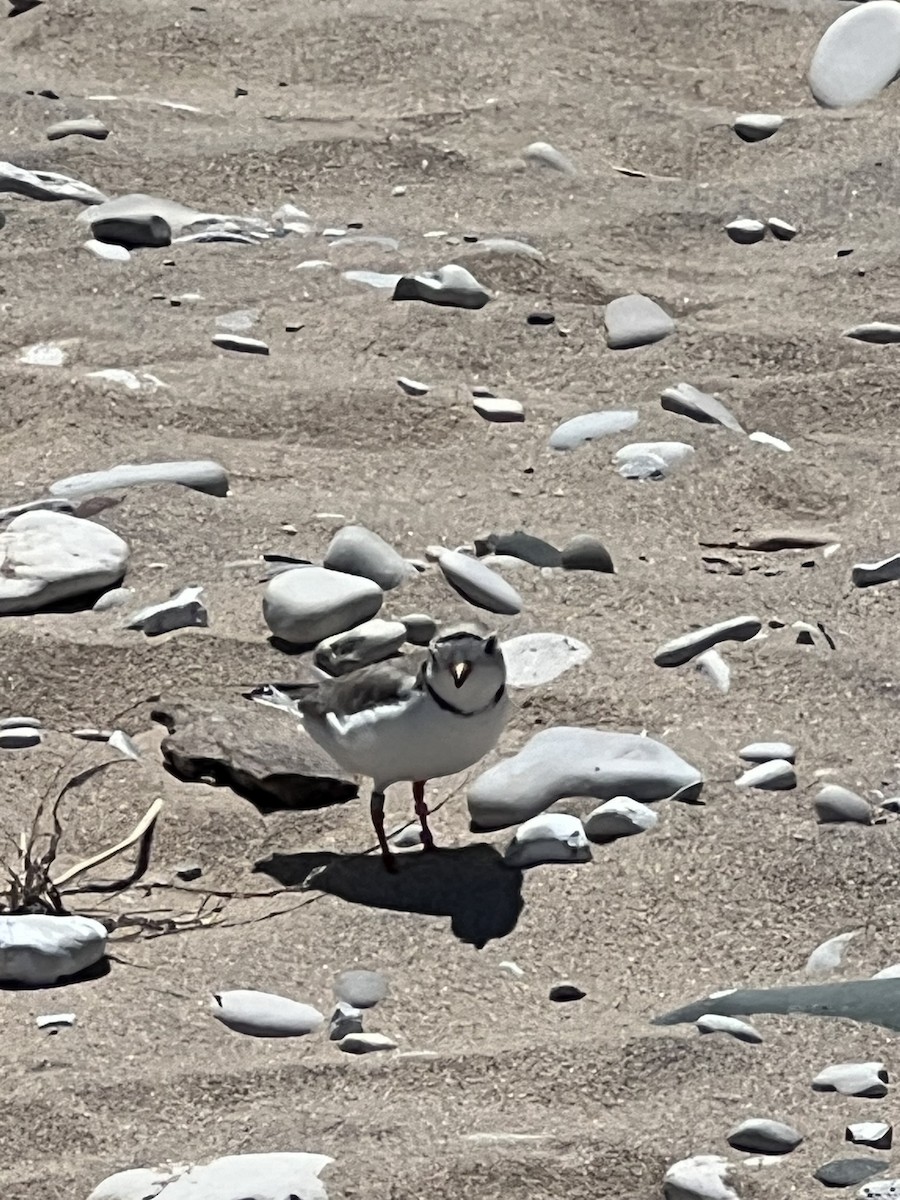 Piping Plover - ML620869492