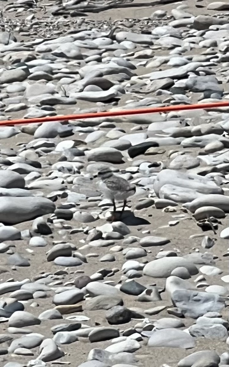 Piping Plover - ML620869493