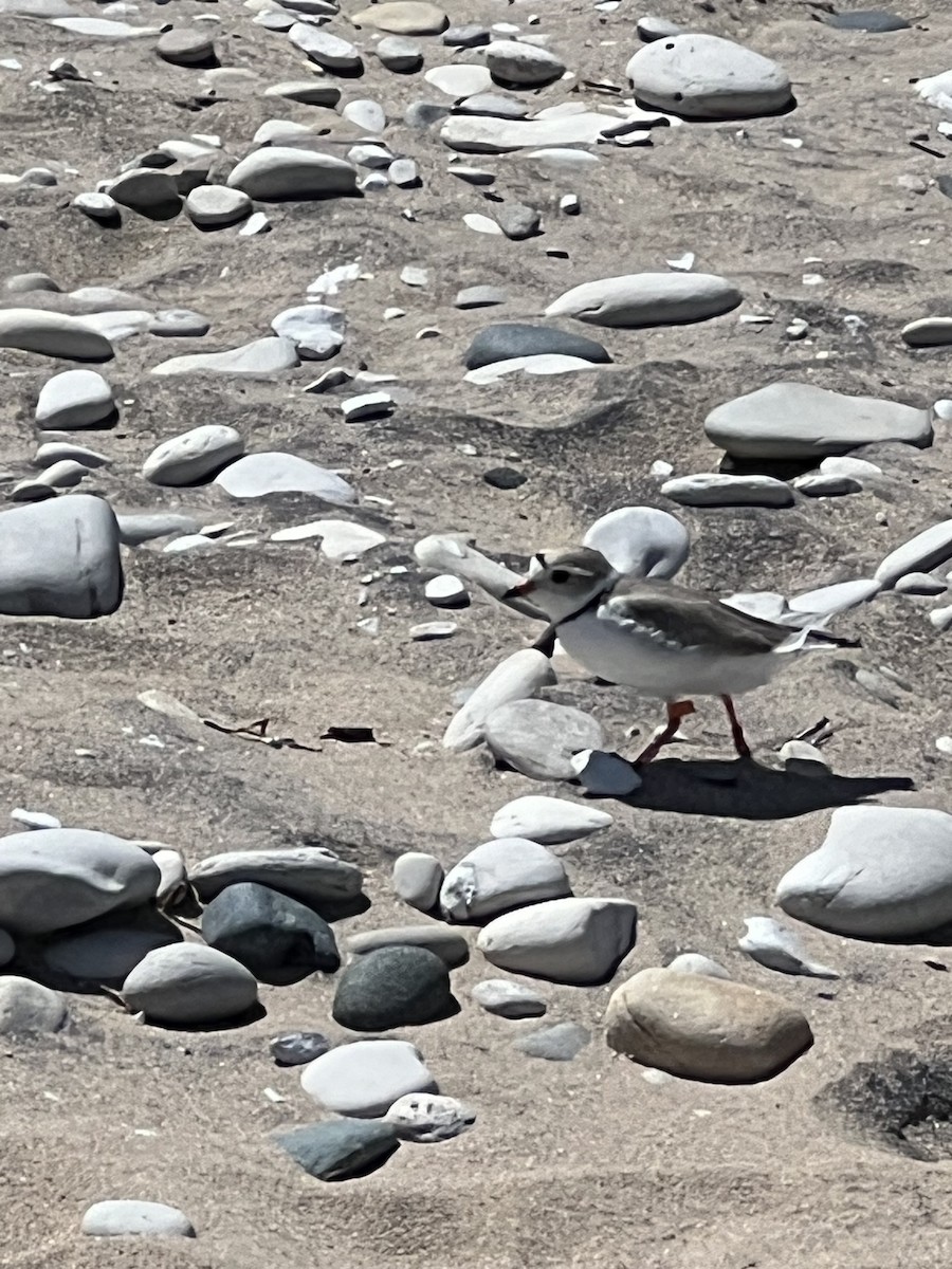 Piping Plover - ML620869494