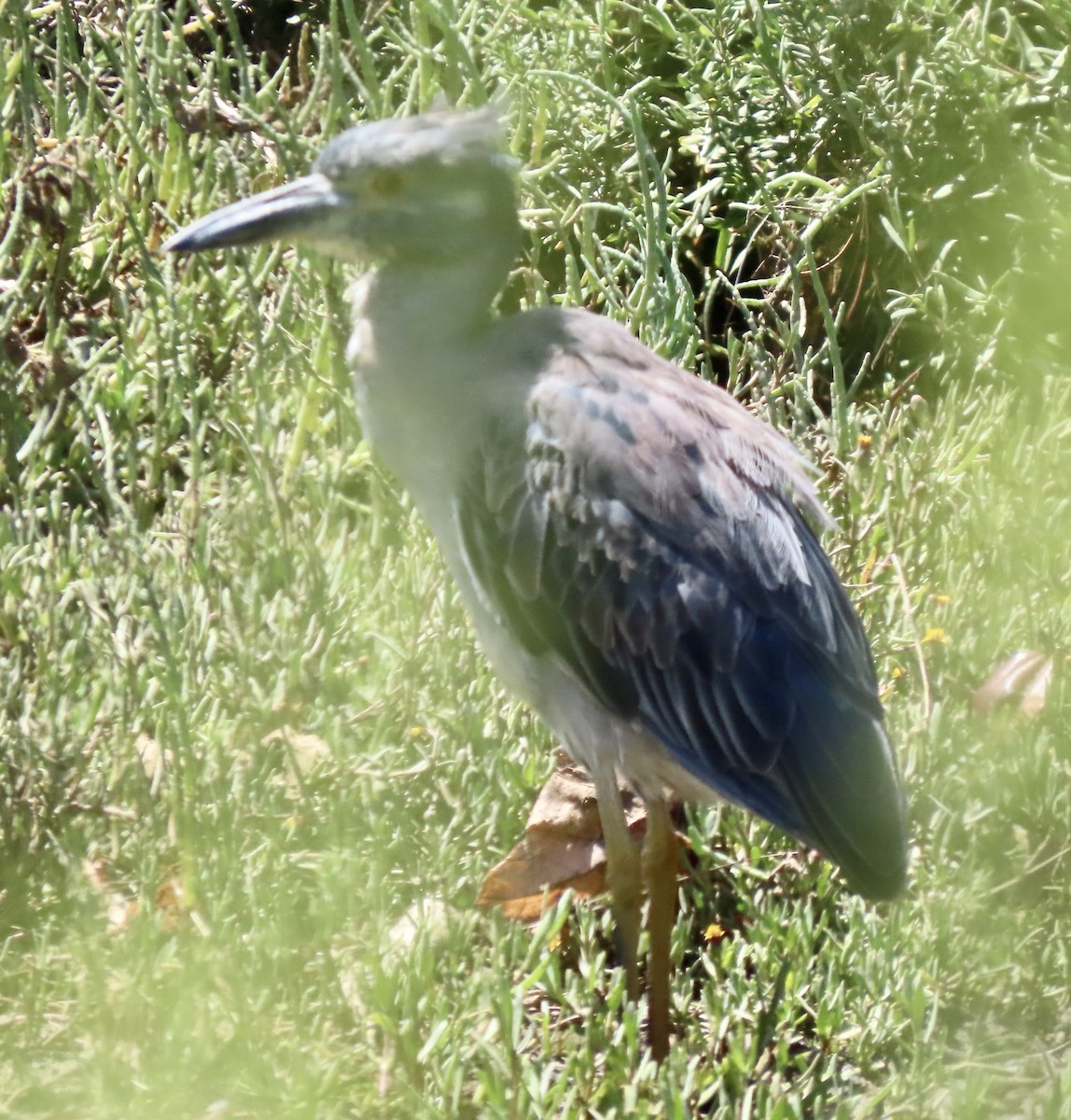 Yellow-crowned Night Heron - David Trissel