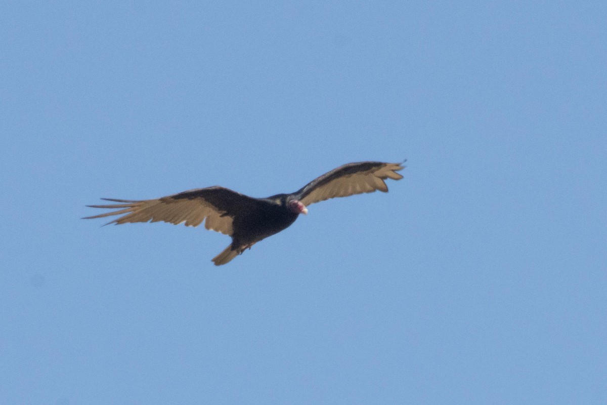 Turkey Vulture - ML620869497