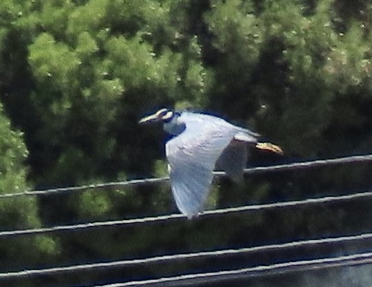 Yellow-crowned Night Heron - David Trissel