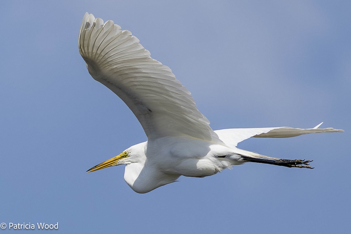 Great Egret - ML620869503