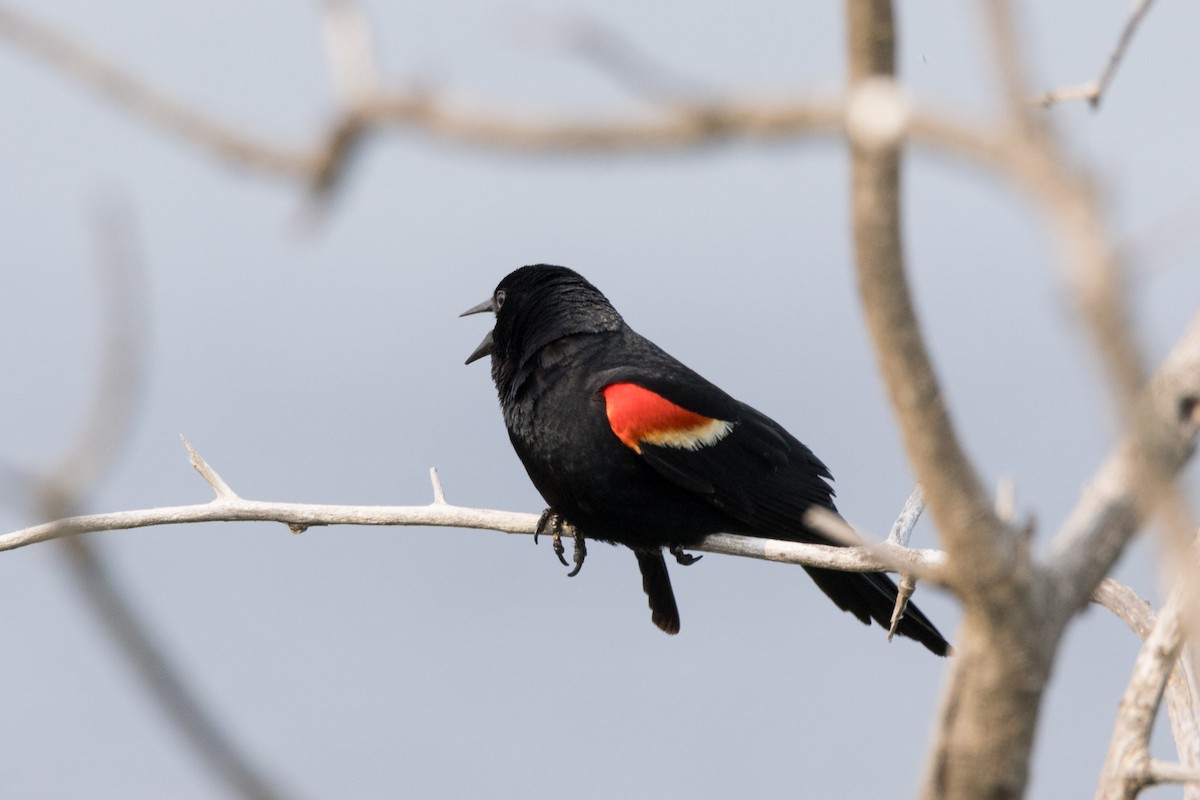 Red-winged Blackbird - ML620869507