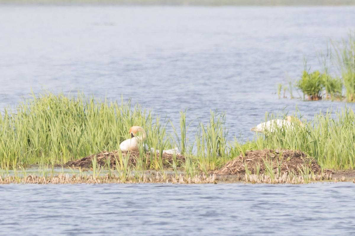 Trumpeter Swan - ML620869512