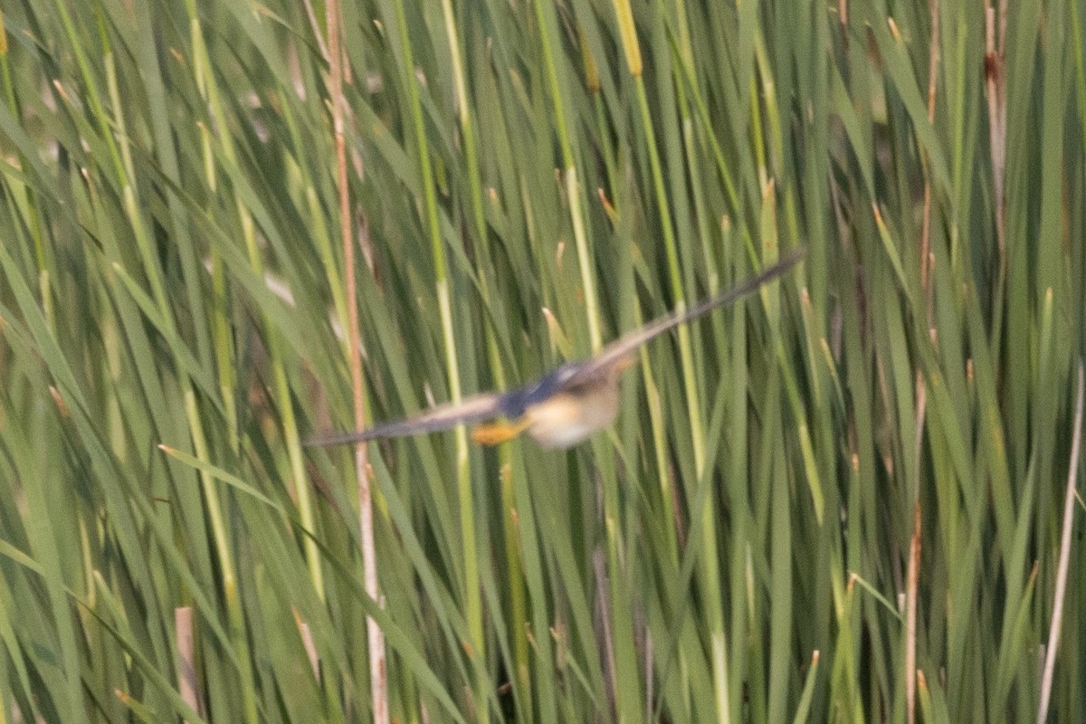 Least Bittern - ML620869514