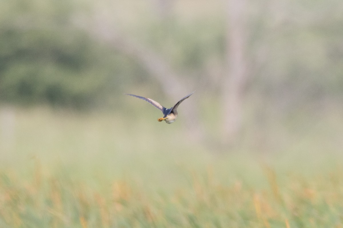 Least Bittern - ML620869515