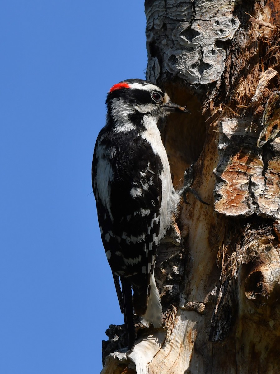 Downy Woodpecker - ML620869519