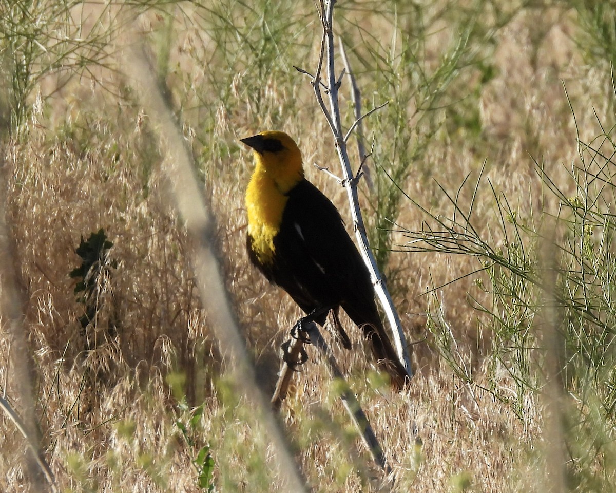 Yellow-headed Blackbird - ML620869521