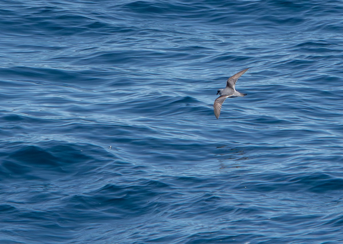 Fork-tailed Storm-Petrel - ML620869523