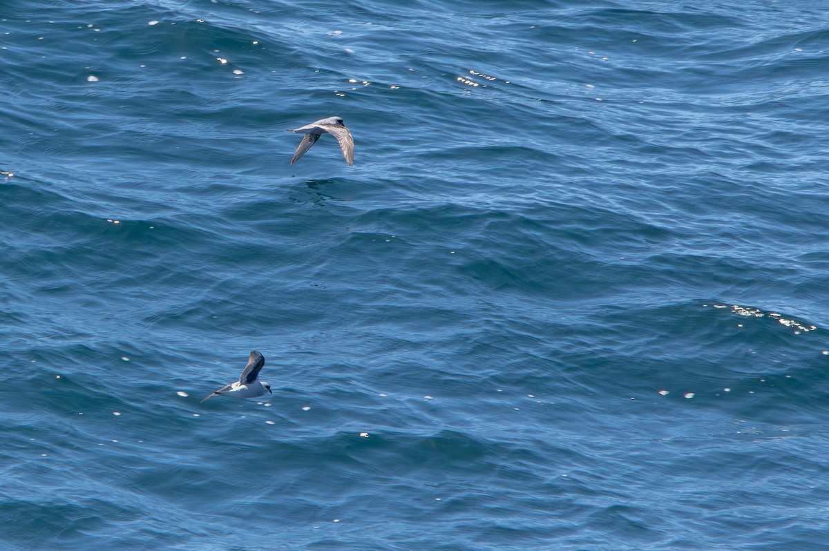 Fork-tailed Storm-Petrel - ML620869529