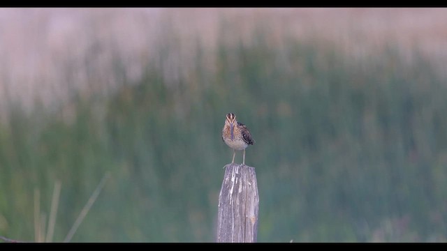 Wilson's Snipe - ML620869534