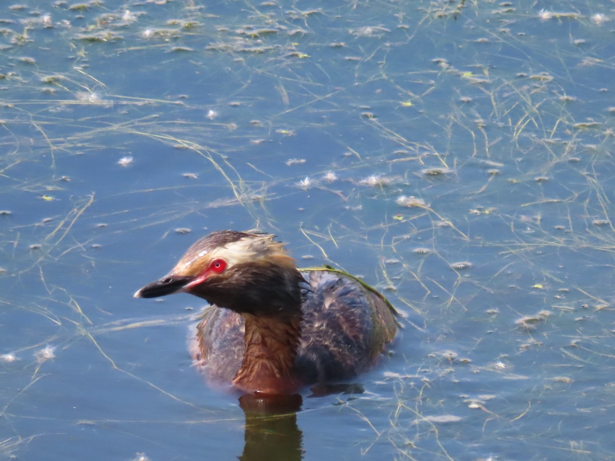 Horned Grebe - ML620869539