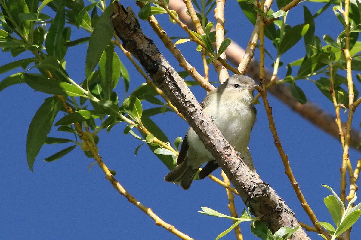 Warbling Vireo - Mark Chavez