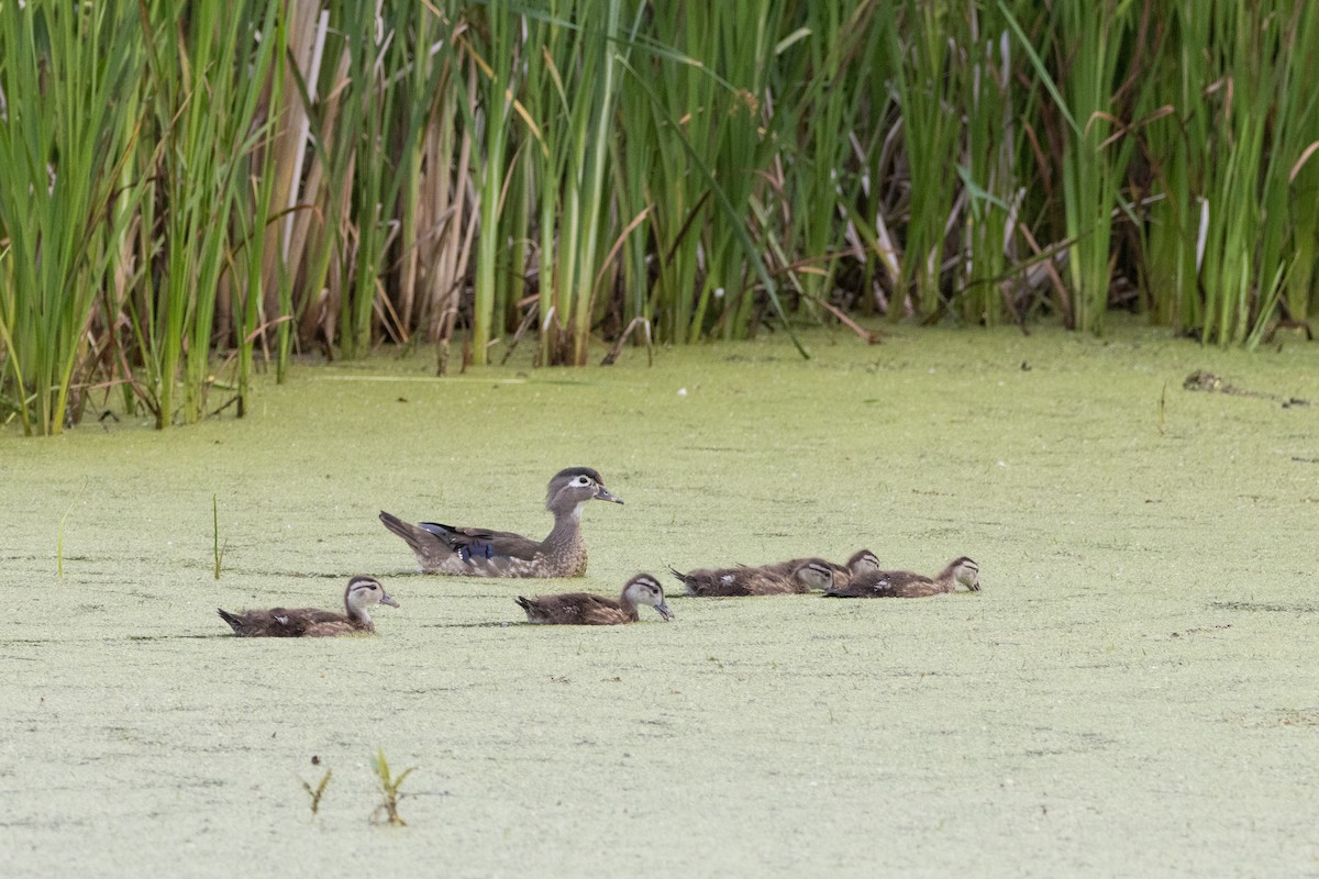 Wood Duck - ML620869546