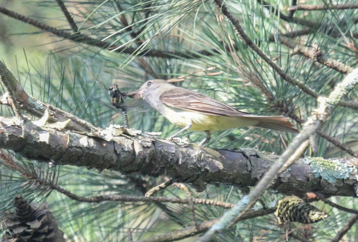 Great Crested Flycatcher - ML620869548