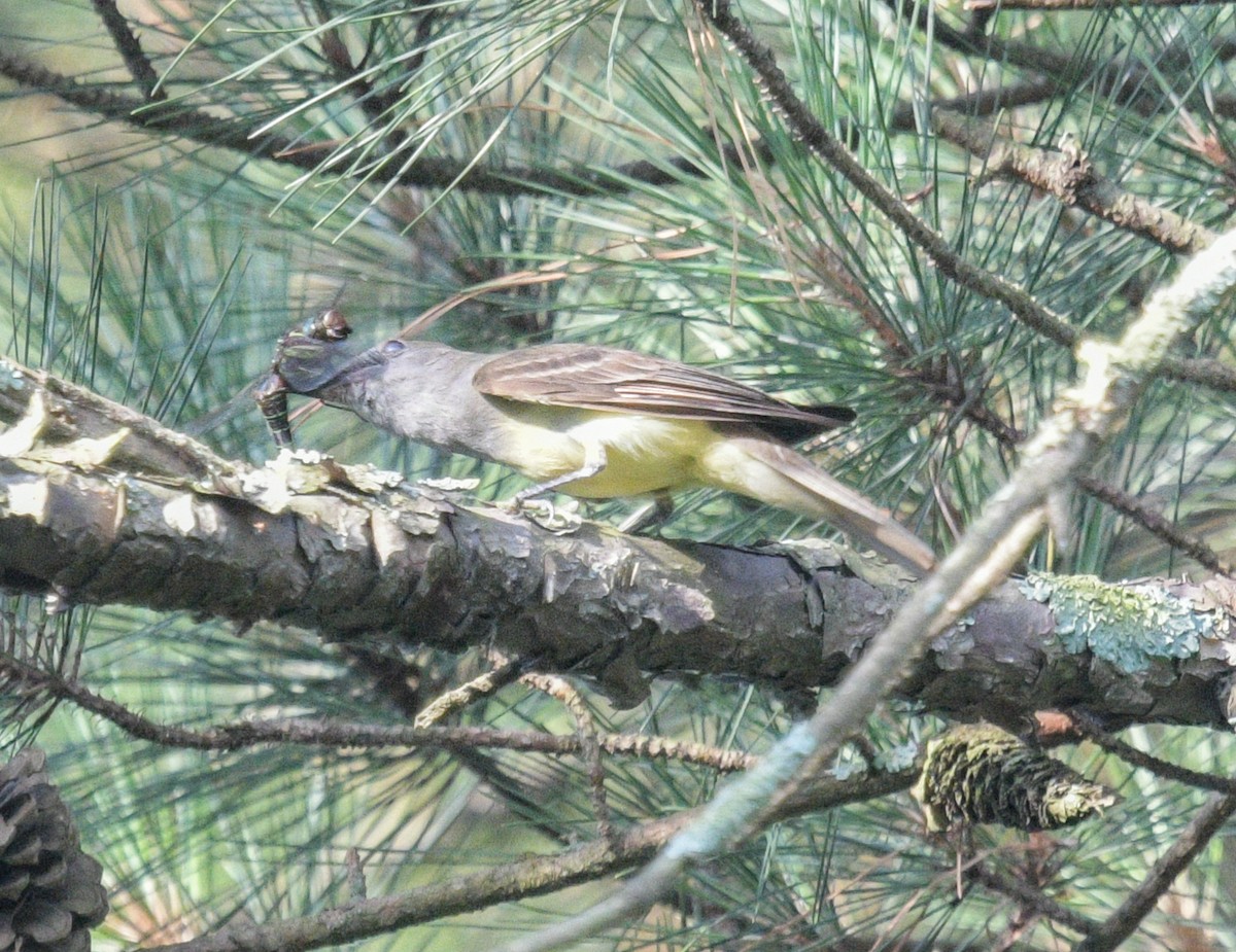 Great Crested Flycatcher - ML620869549