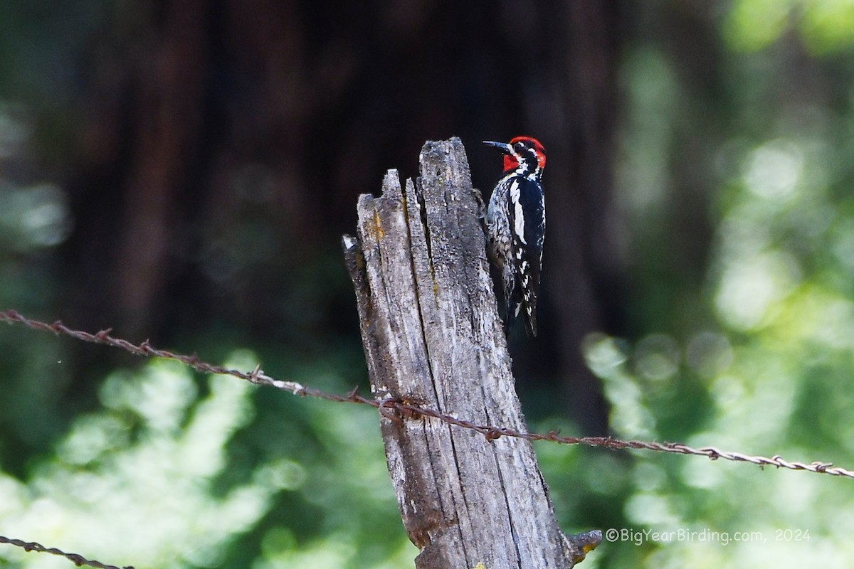 Red-naped Sapsucker - ML620869551