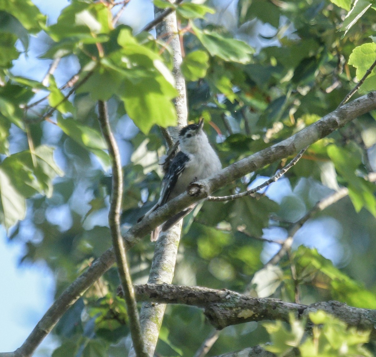 White-breasted Nuthatch - ML620869557