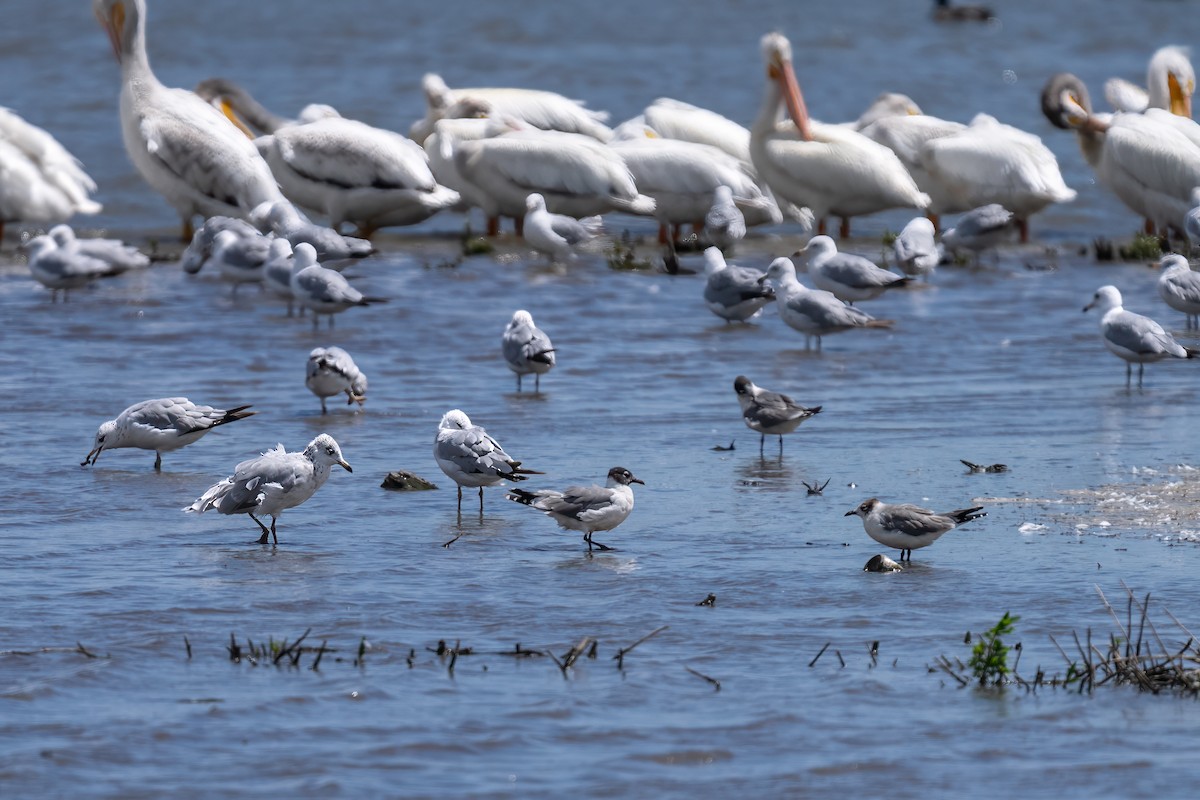 Franklin's Gull - ML620869559