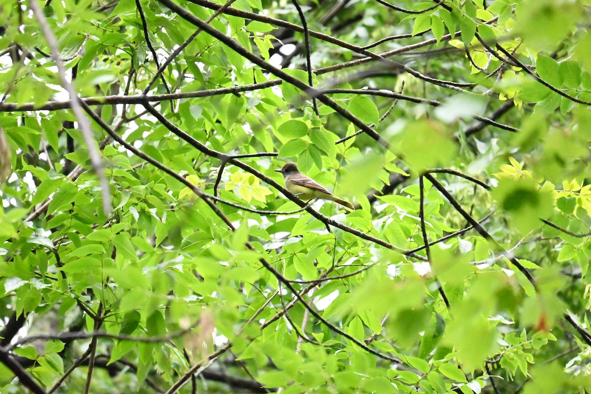 Great Crested Flycatcher - ML620869566