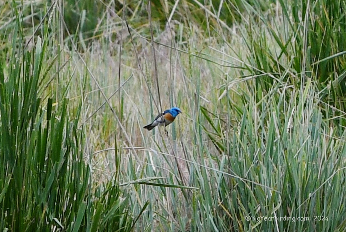 Lazuli Bunting - ML620869569