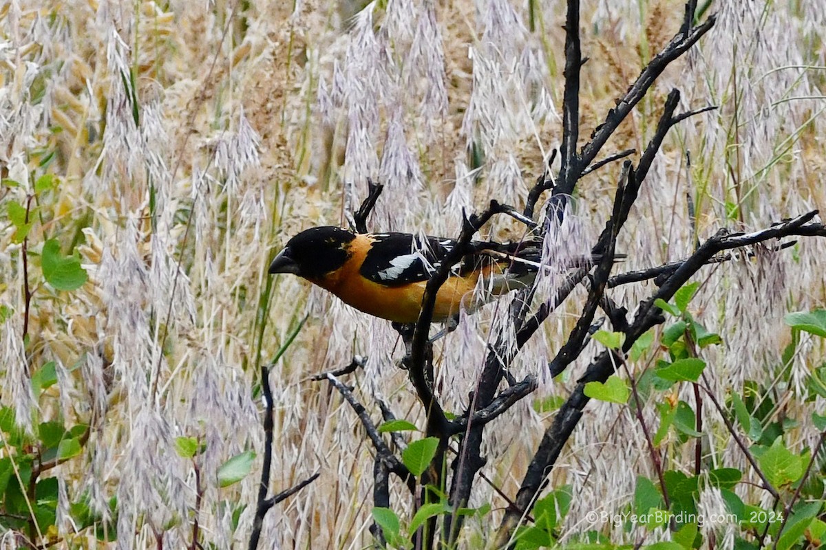 Black-headed Grosbeak - ML620869577