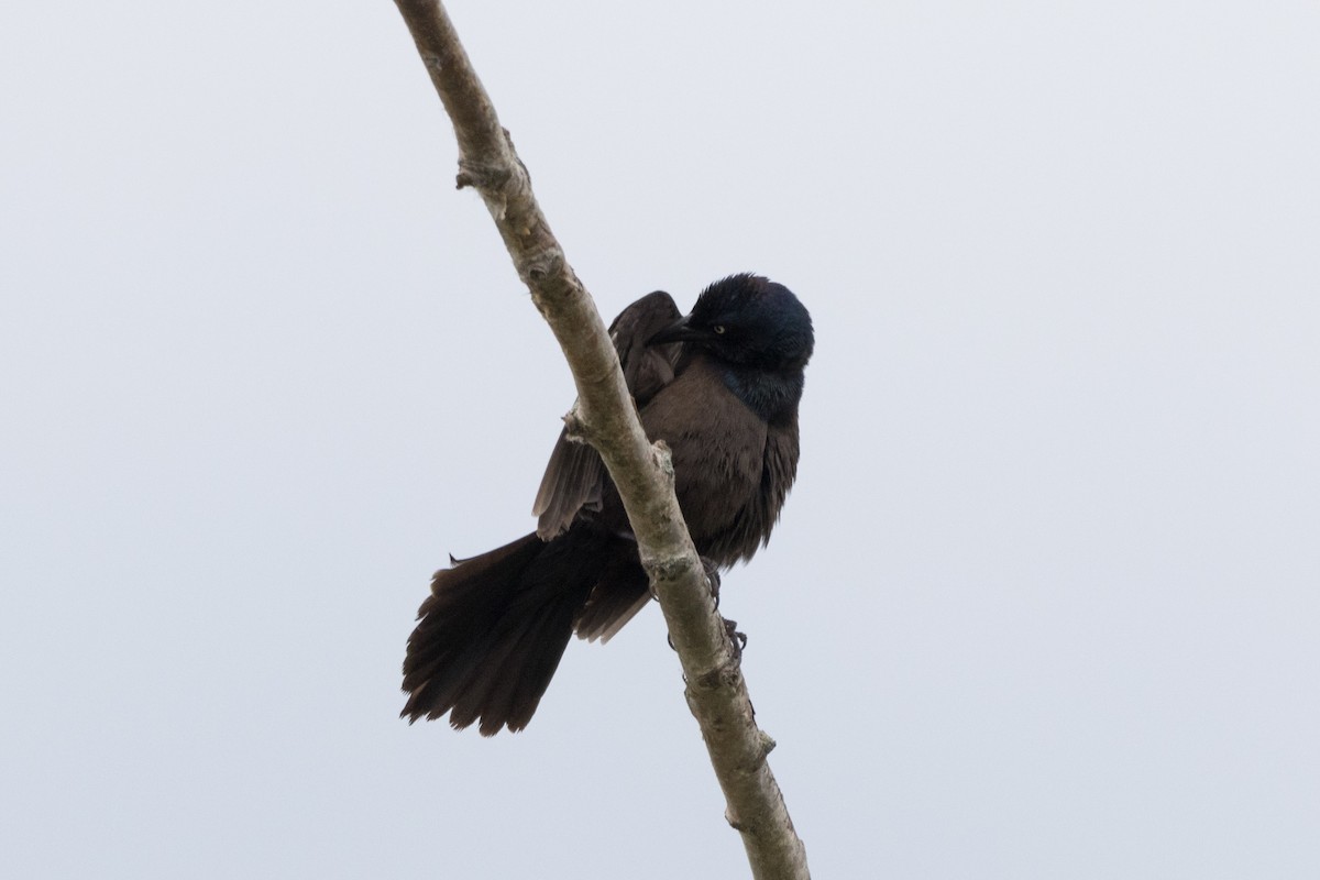 Common Grackle - ML620869579