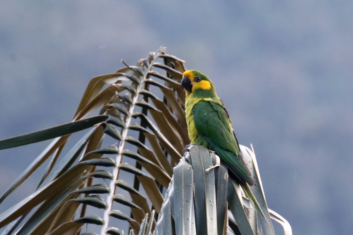 Yellow-eared Parrot - ML620869586