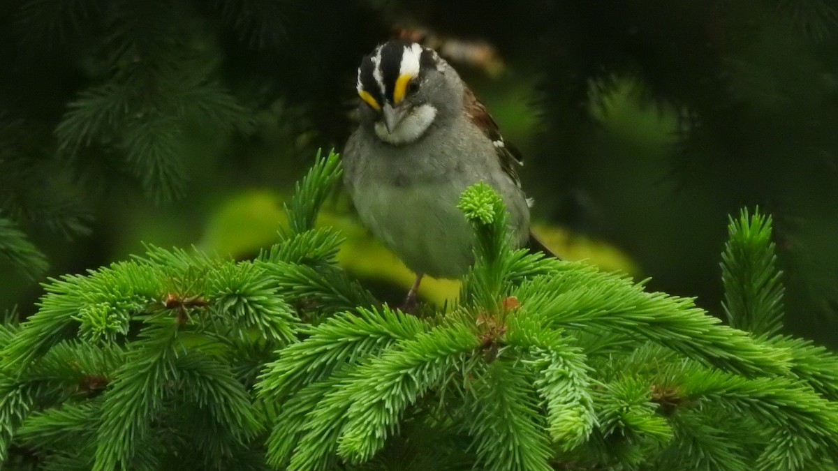 White-throated Sparrow - ML620869588