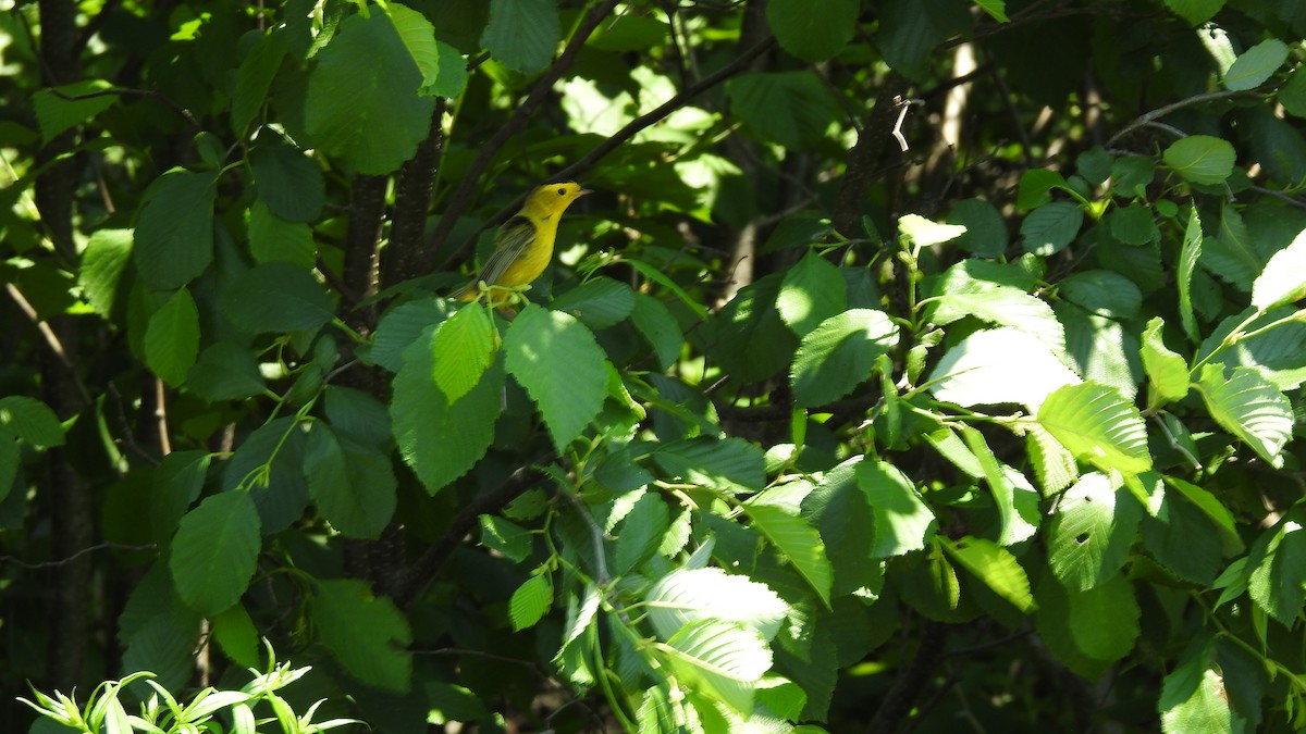 Wilson's Warbler - ML620869595