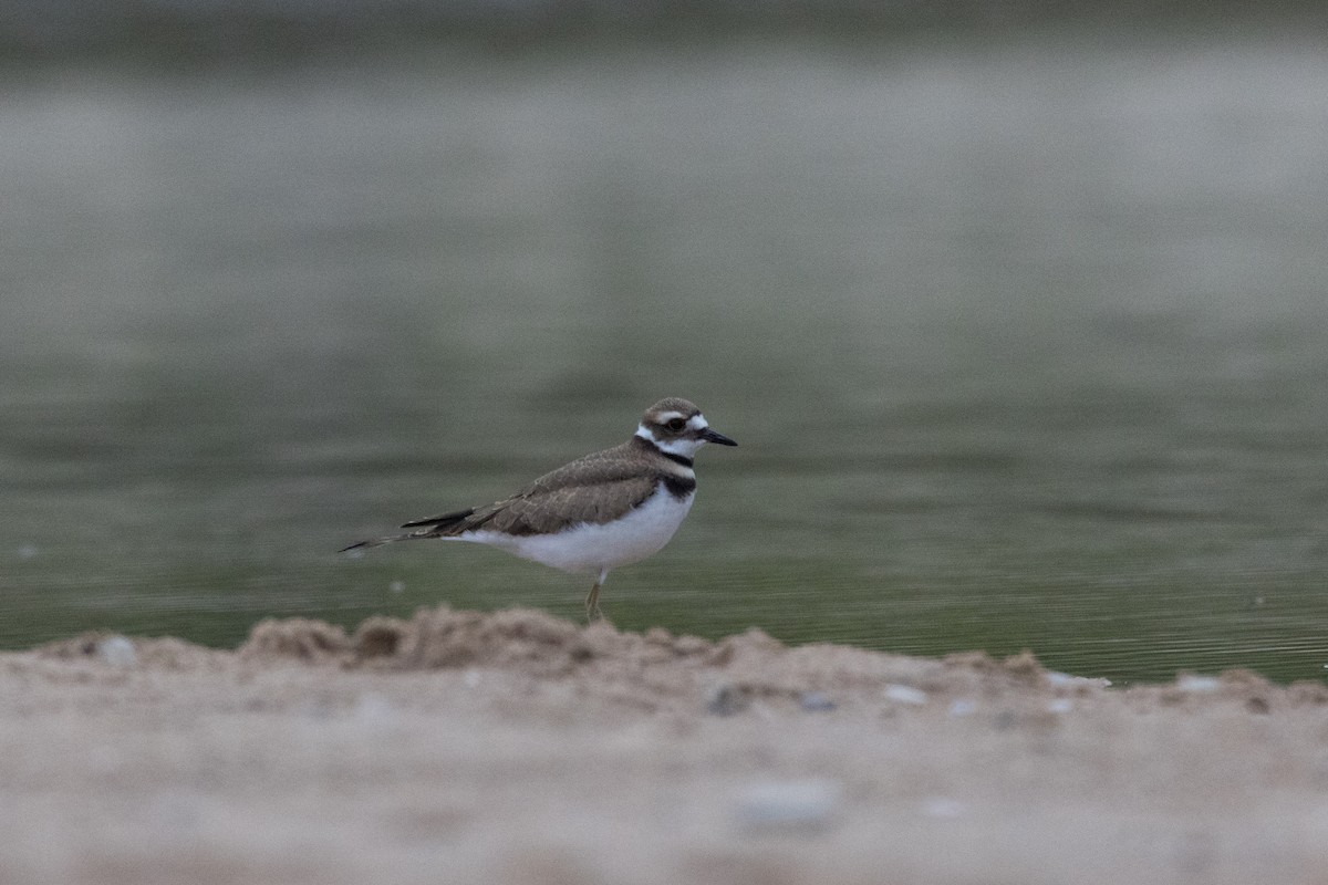 Killdeer - ML620869605