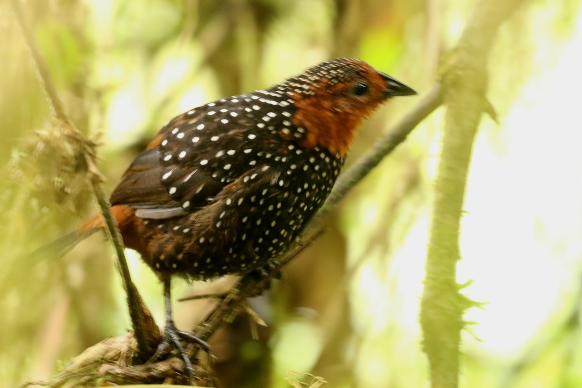 Tapaculo Ocelado - ML620869614