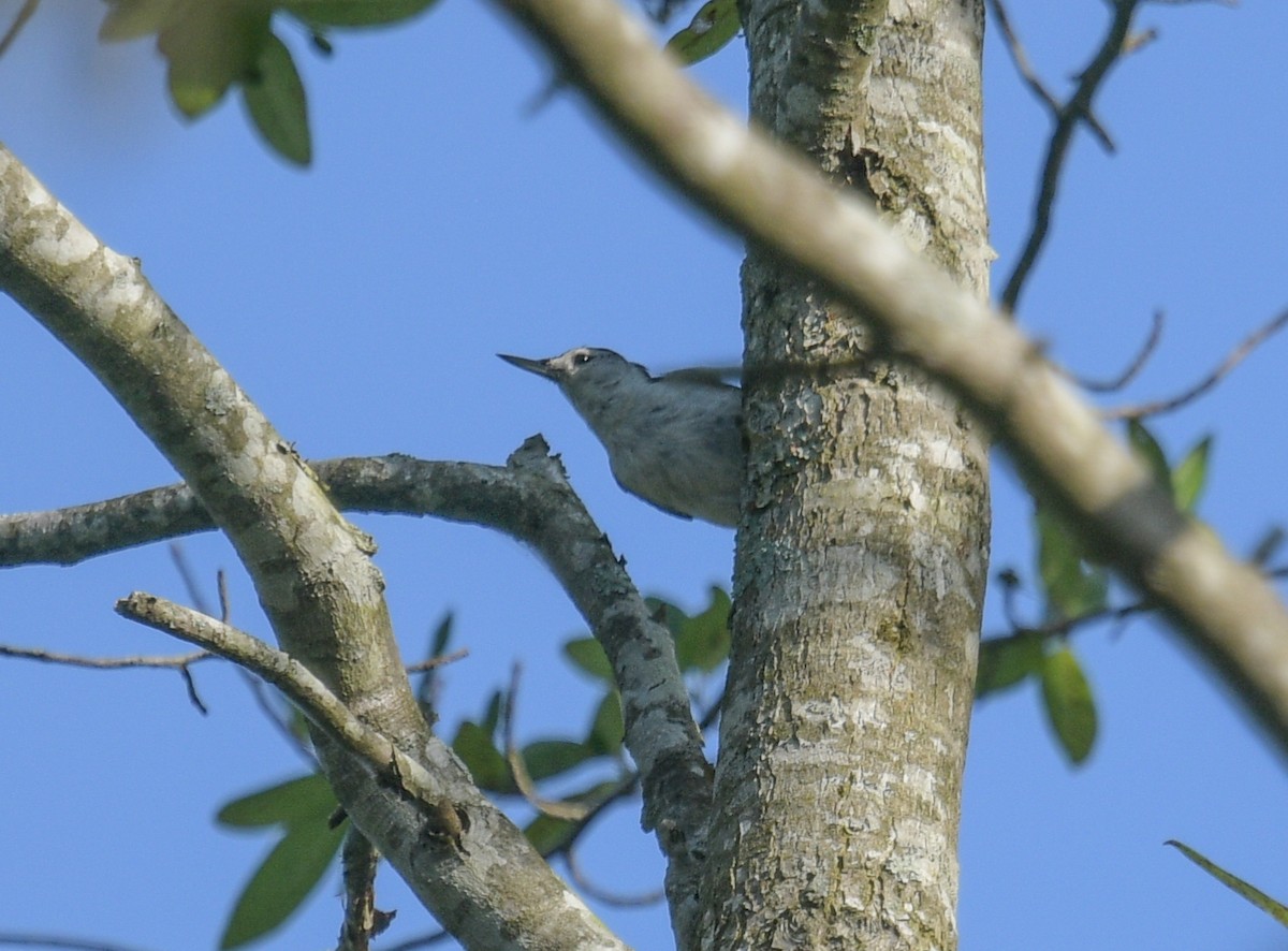 White-breasted Nuthatch - ML620869615