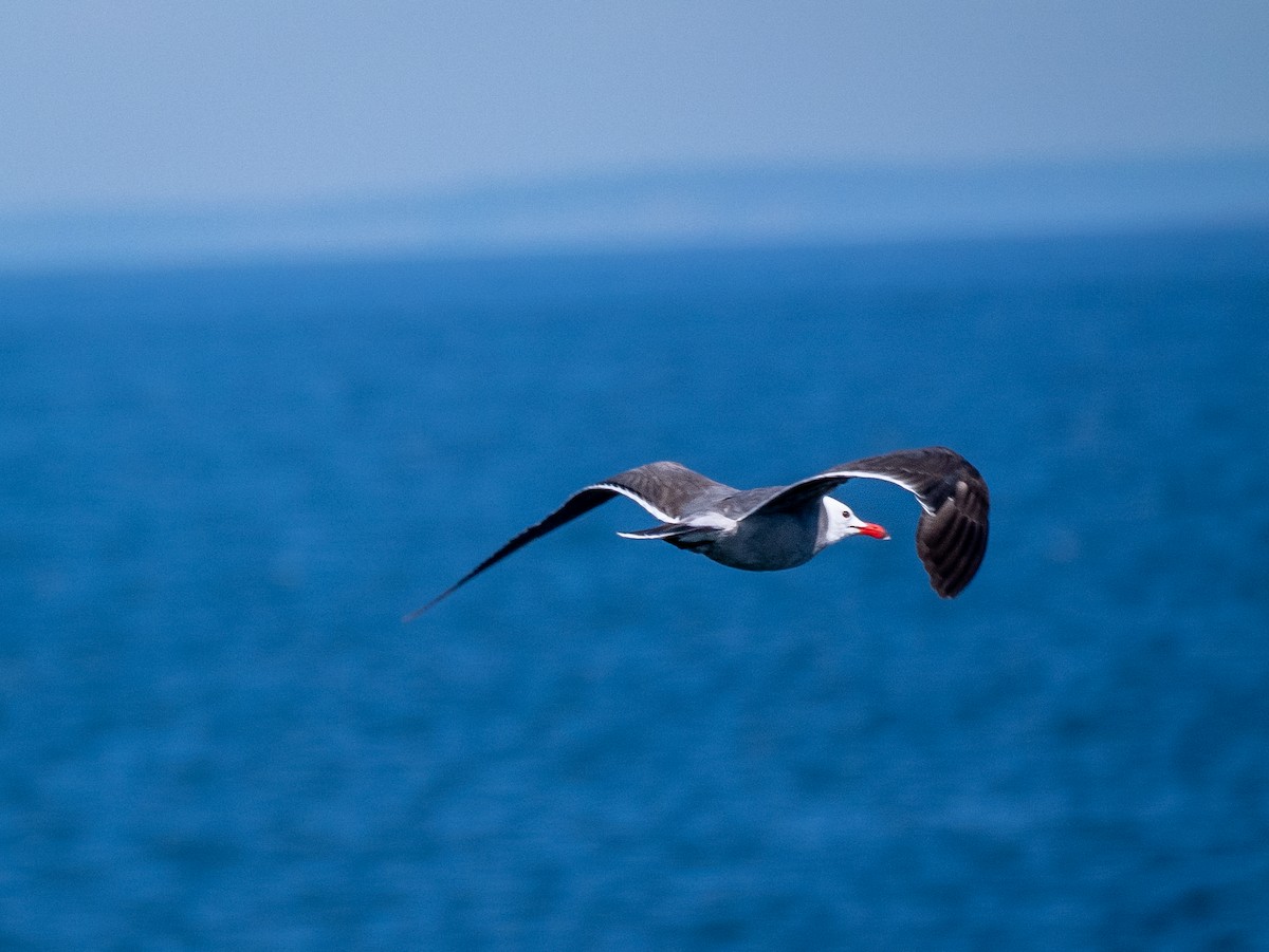 Heermann's Gull - ML620869619