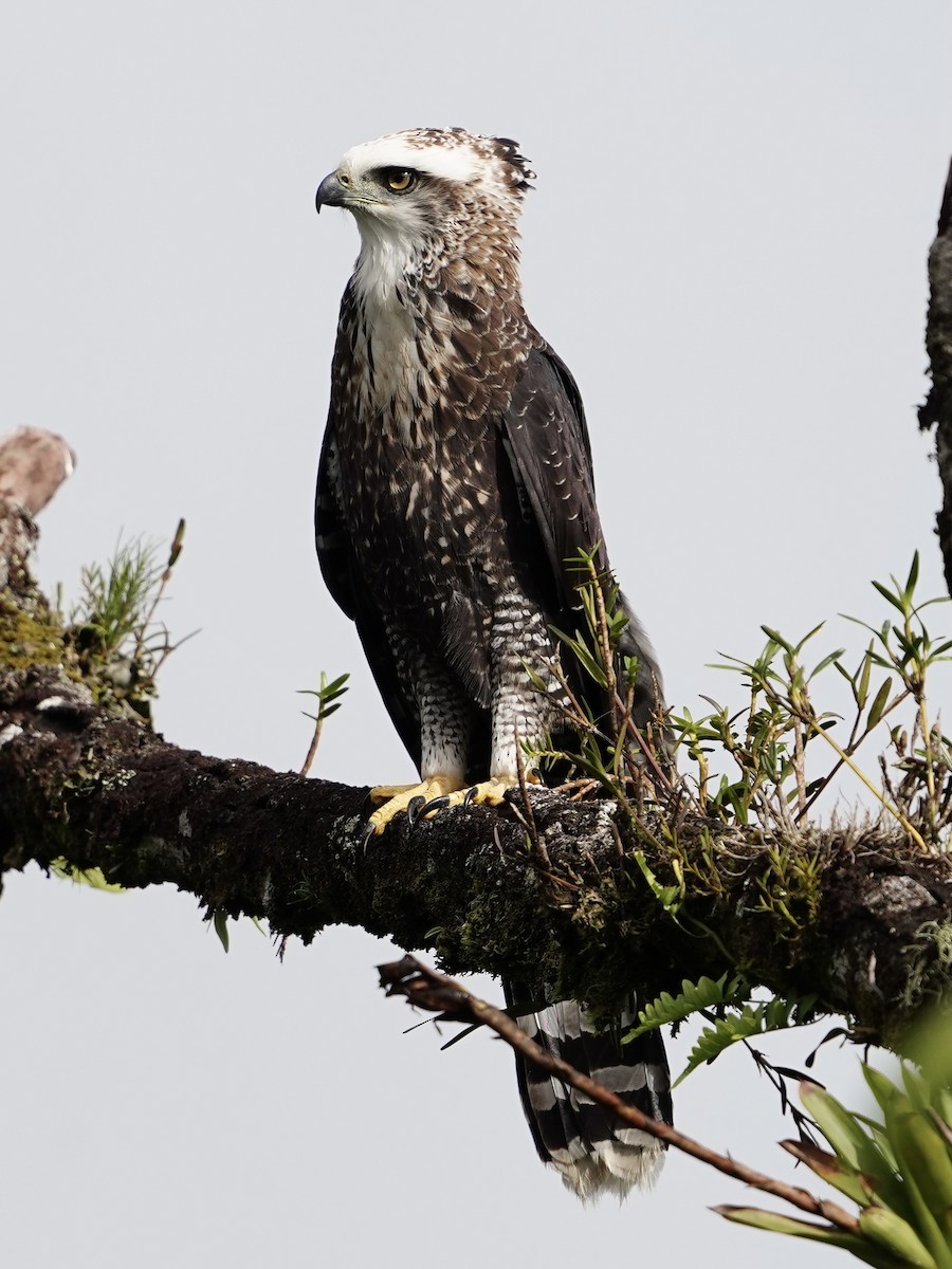 Águila Negra - ML620869620