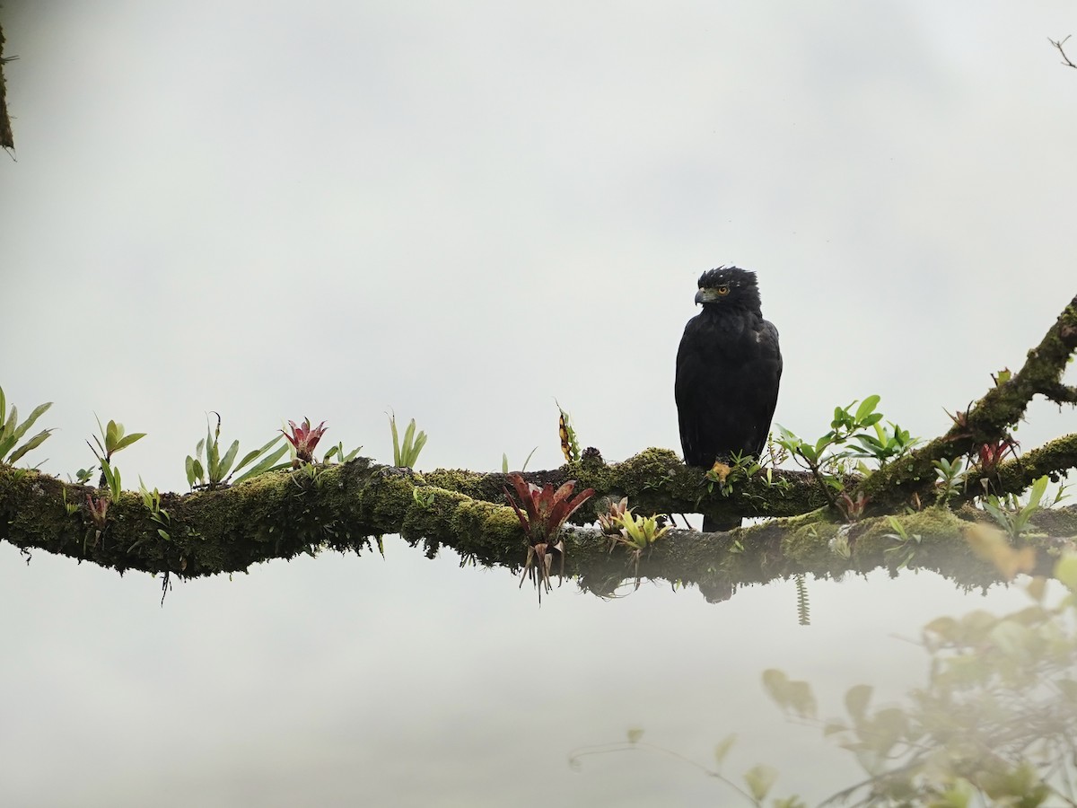 Águila Negra - ML620869621