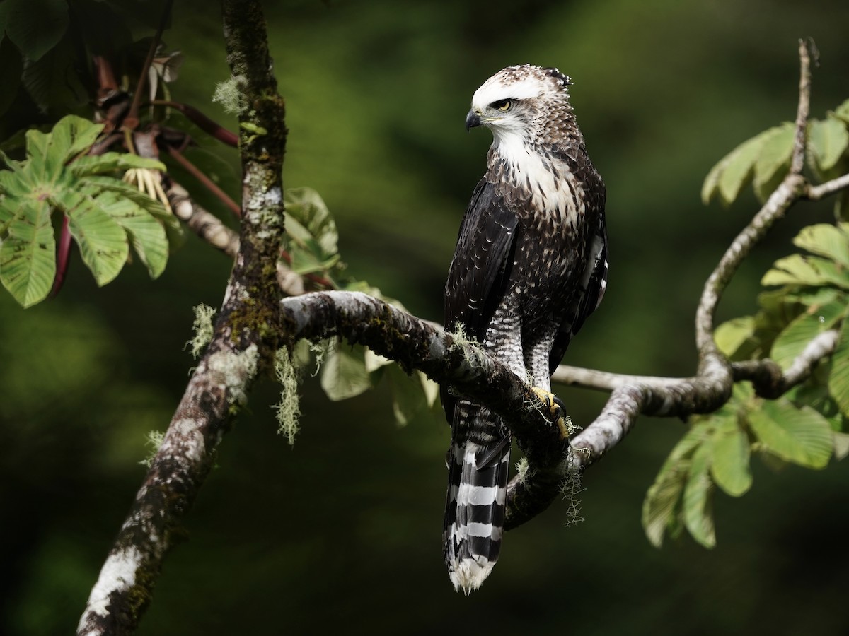 Águila Negra - ML620869624