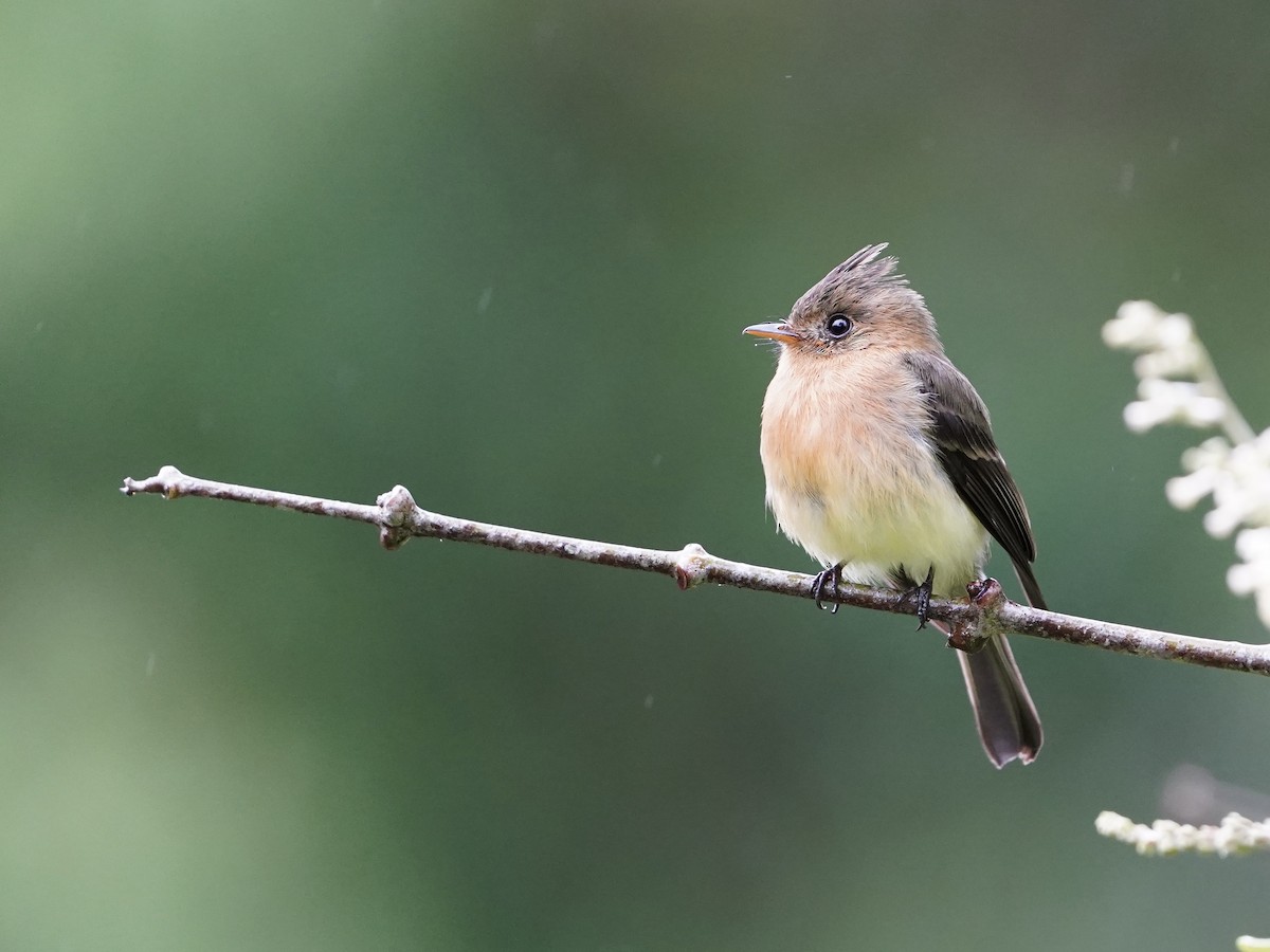 Tufted Flycatcher - Carlos Ulate