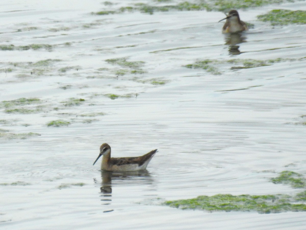 Wilson's Phalarope - ML620869634