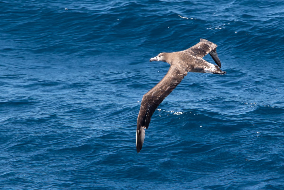 albatros černonohý - ML620869635