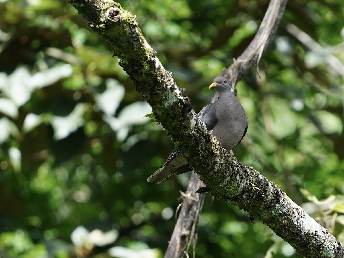 Band-tailed Pigeon - Carlos Ulate